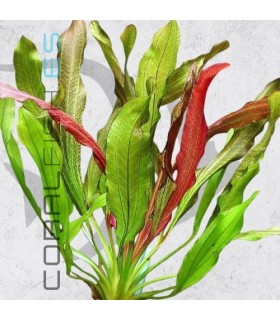 Echinodorus Red Devil | Maceta de 5 cm