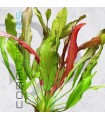 Echinodorus Red Devil | Maceta de 5 cm
