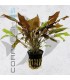 Cryptocoryne wendtii affinis Red | Maceta de 5 cm