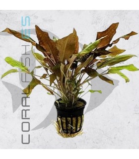 Cryptocoryne wendtii affinis Red | Maceta de 5 cm