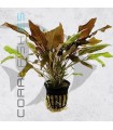 Cryptocoryne wendtii affinis Red | Maceta de 5 cm
