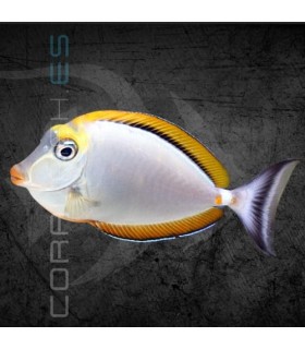 Naso elegans S | Pez Cirujano de Labios Pintados