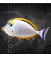 Naso elegans S | Pez Cirujano de Labios Pintados