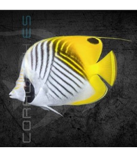 Chaetodon auriga M | Pez Mariposa de Collar