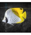 Chaetodon auriga M | Pez Mariposa de Collar