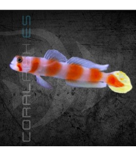 Cryptocentrus aurora M | Gobio Cola de Sol
