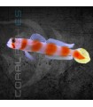 Cryptocentrus aurora M | Gobio Cola de Sol