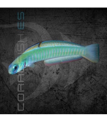 Pteleotris zebra M | Pez Gobio Escocés