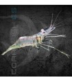 Camarón Fantasma M-L | Macrobrachium lamerrii