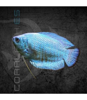 Colisa Azul Cobalto Hembra 5-6 cm | Trichogaster lalia