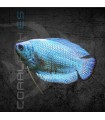Colisa Azul Cobalto Hembra 5-6 cm | Trichogaster lalia