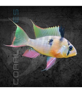 Ramirezi Boliviano M | Microgeophagus altispinosus
