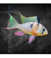 Ramirezi Boliviano M | Microgeophagus altispinosus