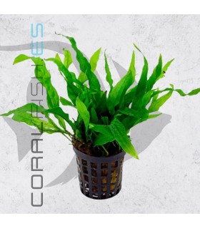 Microsorium pteropus Mini | Maceta de 5 cm