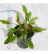 Cryptocoryne wendtii Tropica Flamingo | Maceta de 5 cm