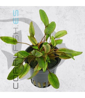 Cryptocoryne wendtii Tropica Flamingo | Maceta de 5 cm
