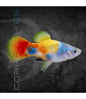 Platy Tricolor Mariposa 3-4 cm | Xiphophorus maculatus