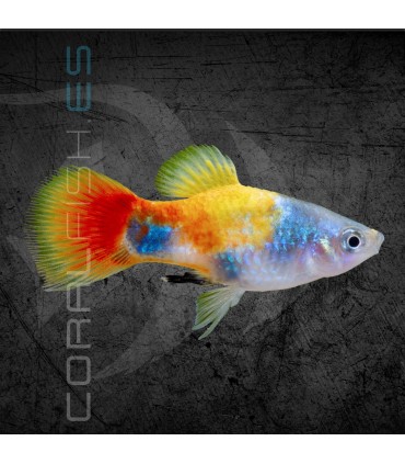 Platy Tricolor Mariposa 3-4 cm | Xiphophorus maculatus