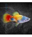 Platy Tricolor Mariposa 3-4 cm | Xiphophorus maculatus