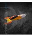 Guppy Endler Blue Japan Golden Macho | Poecilia wingei