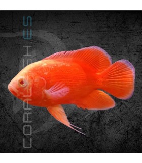 Pez Oscar Red Chili Grado A 7cm | Astronotus ocellatus