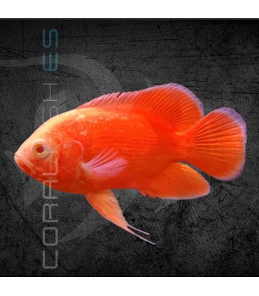 Pez Oscar Red Chili Grado A 7cm | Astronotus ocellatus