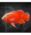 Pez Oscar Red Chili Grado A 7cm | Astronotus ocellatus