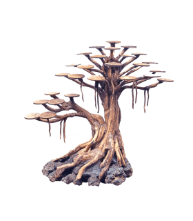 Bonsai Rasamala | Por Pieza | Riverest