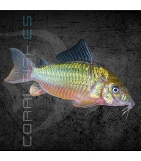 Corydora Brochis Esmeralda M | Brochis splendens