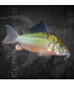 Corydora Brochis Esmeralda M | Brochis splendens