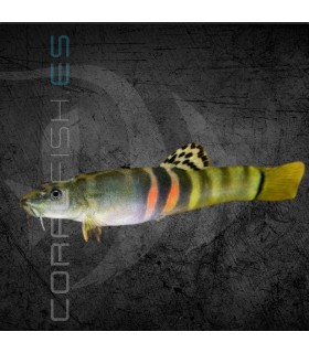 Botia Sumo Schistura 4-5cm | Schistura balteata