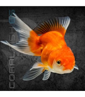 Oranda Surtido 7-8cm | Carassius auratus