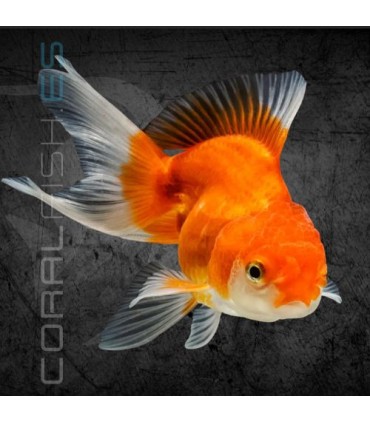 Oranda Surtido 7-8cm | Carassius auratus