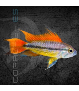 Cíclido Enano Cacatúa Naranja 4-5cm | Apistogramma cacatuoides