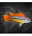 Cíclido Enano Cacatúa Naranja 4-5cm | Apistogramma cacatuoides