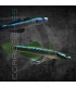 Gobio Semoni Azul Cobalto 4-5cm | Stiphodon semoni