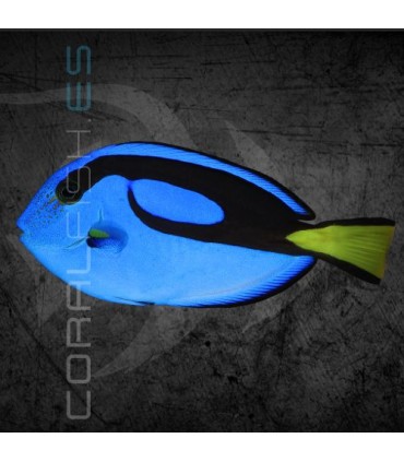 Paracanthurus hepatus M | Pez Cirujano Azul
