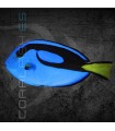 Paracanthurus hepatus M | Pez Cirujano Azul