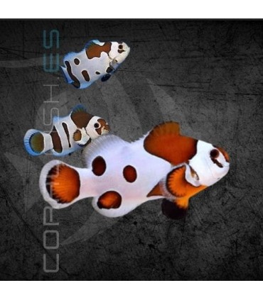 Amphiprion ocellaris Mocha Storm M | Pez Payaso Mocha Storm