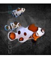 Amphiprion ocellaris Mocha Storm M | Pez Payaso Mocha Storm