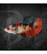 Betta Hembra Media Luna Koi 4-5cm | Betta splendens