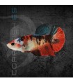 Betta Hembra Media Luna Koi 4-5cm | Betta splendens