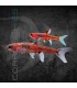 Rasbora Merah Mosquito Roja 0.5-1.5cm | Boraras merah