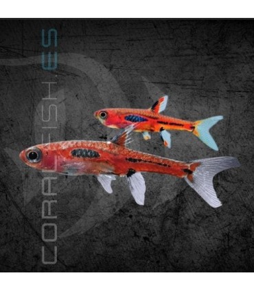 Rasbora Merah Mosquito Roja 0.5-1.5cm | Boraras merah