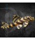 Peckoltia Tigre L015 4cm | Peckoltia vittata