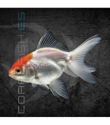 Boina Roja 4-5cm | Carassius auratus