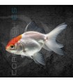 Boina Roja 4-5cm | Carassius auratus
