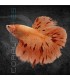 Betta Macho Media Luna Armagedon 4-5cm | Betta splendens