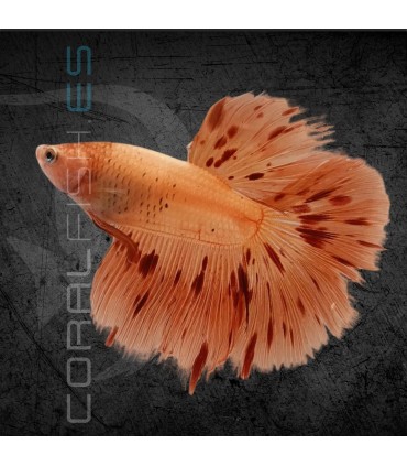 Betta Macho Media Luna Armagedon 4-5cm | Betta splendens