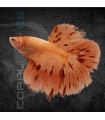 Betta Macho Media Luna Armagedon 4-5cm | Betta splendens